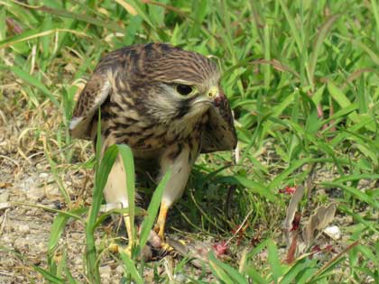 チョウゲンボウ
