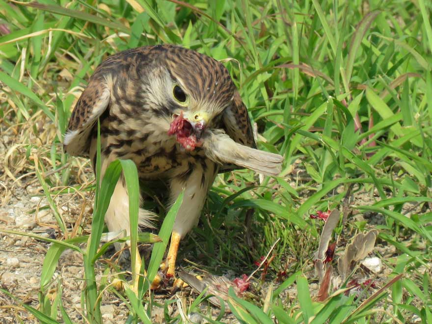 チョウゲンボウ