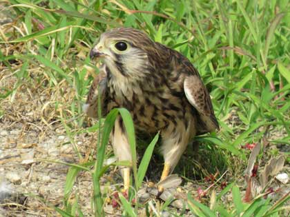 チョウゲンボウ