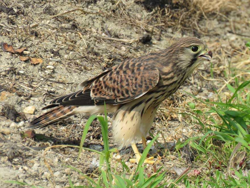 チョウゲンボウ