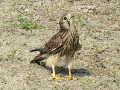 チョウゲンボウ