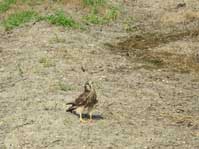 チョウゲンボウ