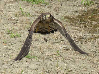チョウゲンボウ