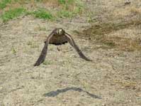 チョウゲンボウ