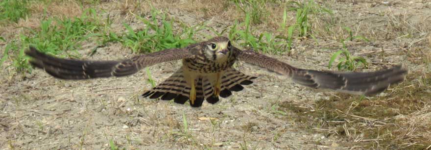 チョウゲンボウ
