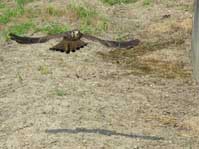 チョウゲンボウ