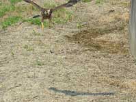 チョウゲンボウ