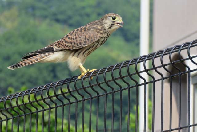 チョウゲンボウ