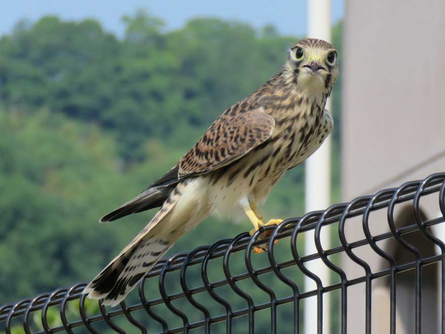 チョウゲンボウ