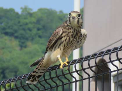 チョウゲンボウ