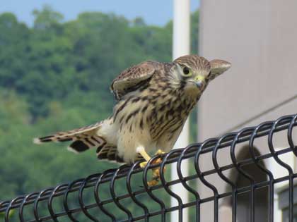 チョウゲンボウ