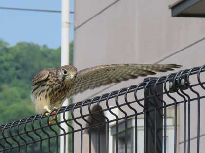 チョウゲンボウ