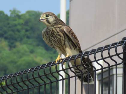 チョウゲンボウ