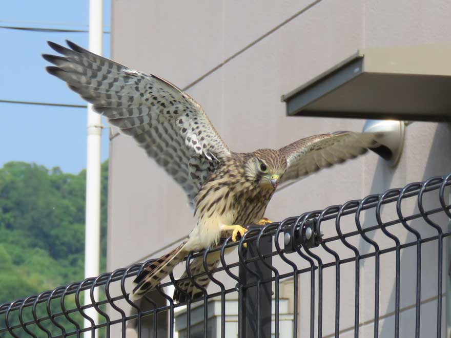 チョウゲンボウ
