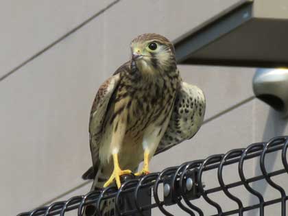 チョウゲンボウ