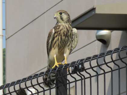 チョウゲンボウ