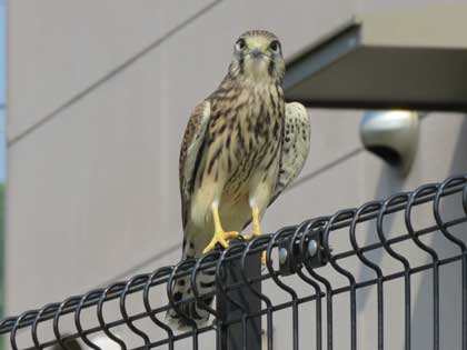 チョウゲンボウ