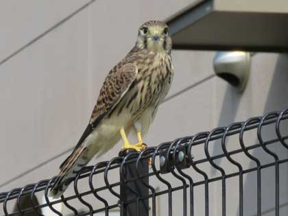 チョウゲンボウ