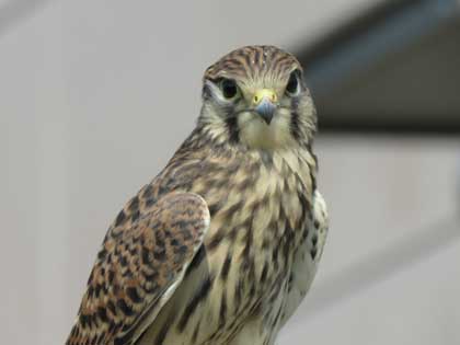 チョウゲンボウ