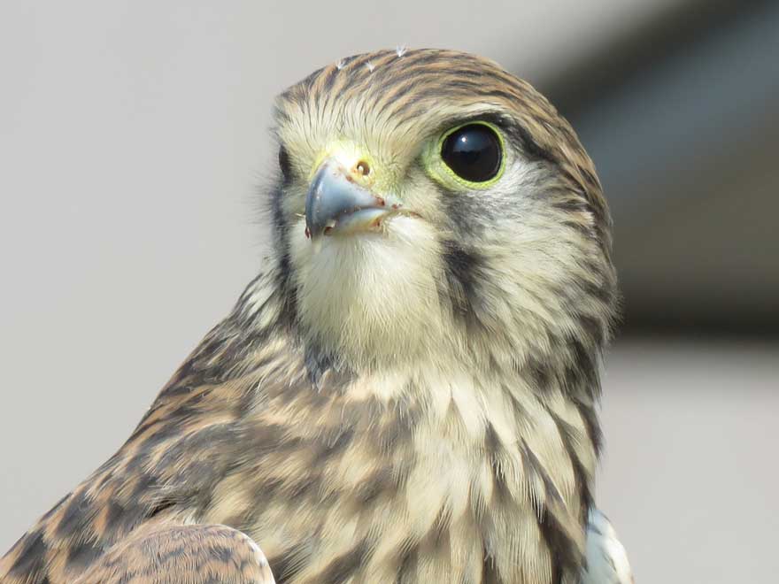 チョウゲンボウ