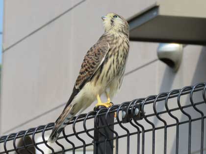 チョウゲンボウ