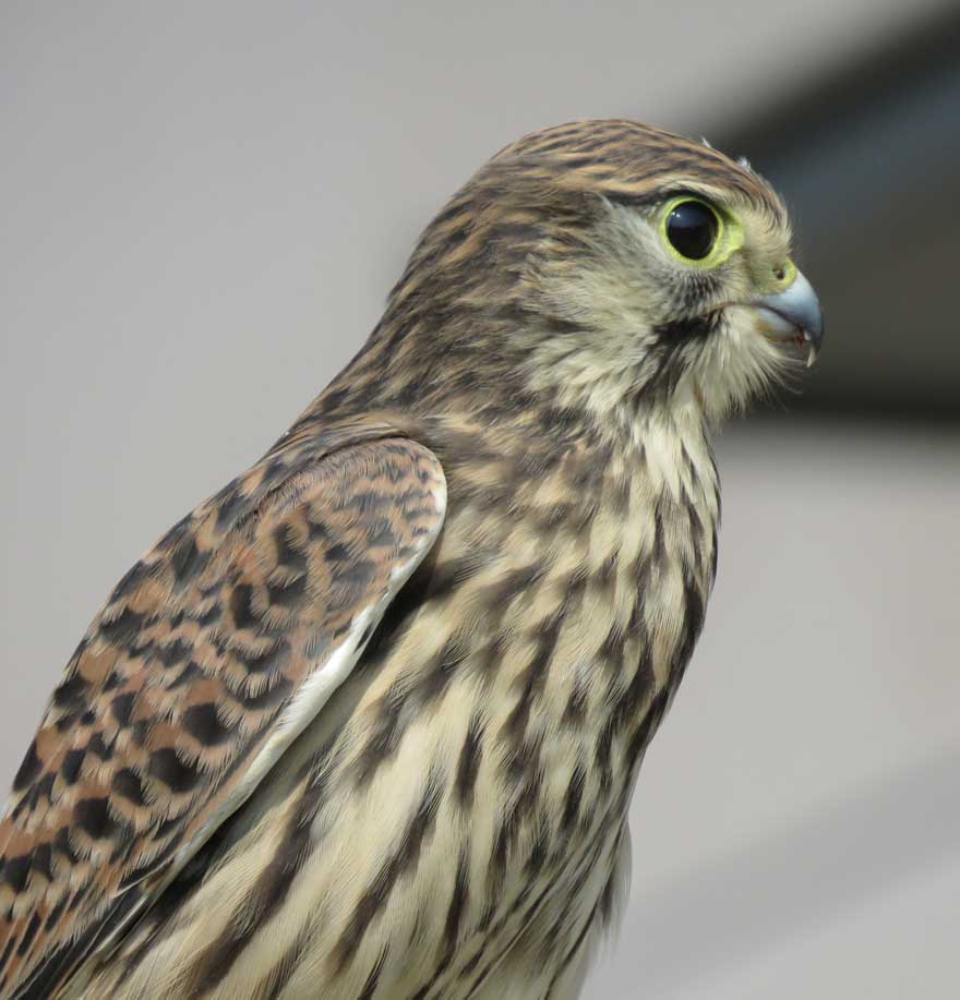 チョウゲンボウ