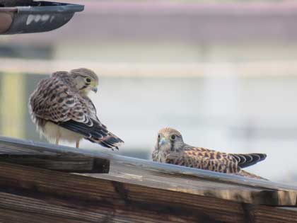 チョウゲンボウ