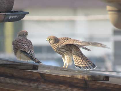 チョウゲンボウ