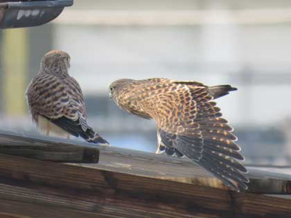 チョウゲンボウ