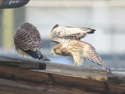 チョウゲンボウ