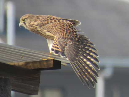 チョウゲンボウ