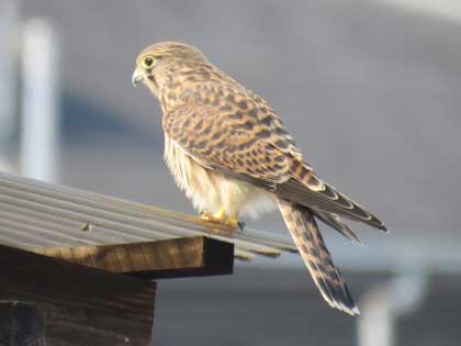 チョウゲンボウ