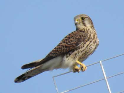 チョウゲンボウ