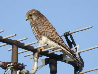 チョウゲンボウ