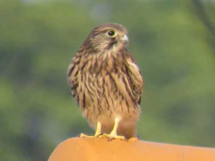 チョウゲンボウ