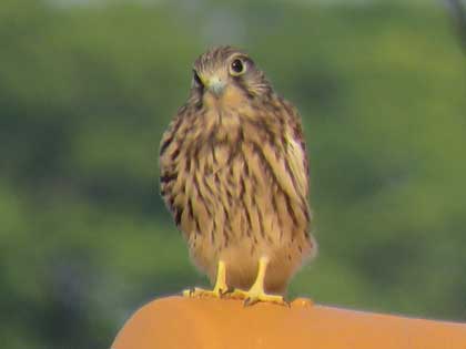 チョウゲンボウ