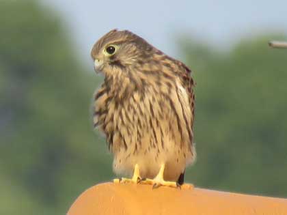 チョウゲンボウ