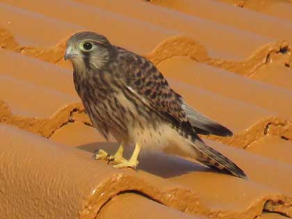 チョウゲンボウ