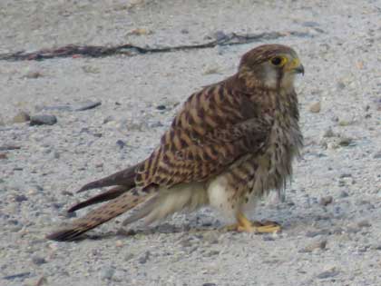 チョウゲンボウ