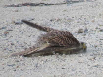 チョウゲンボウ