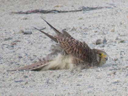 チョウゲンボウ