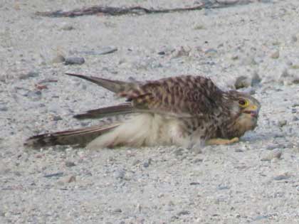 チョウゲンボウ