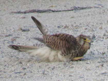 チョウゲンボウ