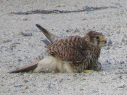 チョウゲンボウ