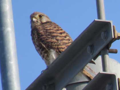 チョウゲンボウ