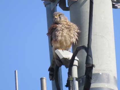 チョウゲンボウ
