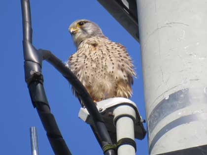 チョウゲンボウ