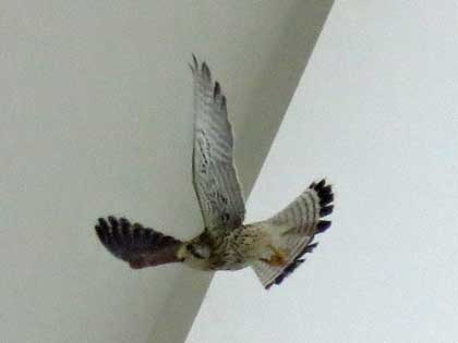 チョウゲンボウ