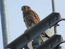 チョウゲンボウ