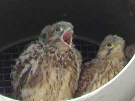 チョウゲンボウ